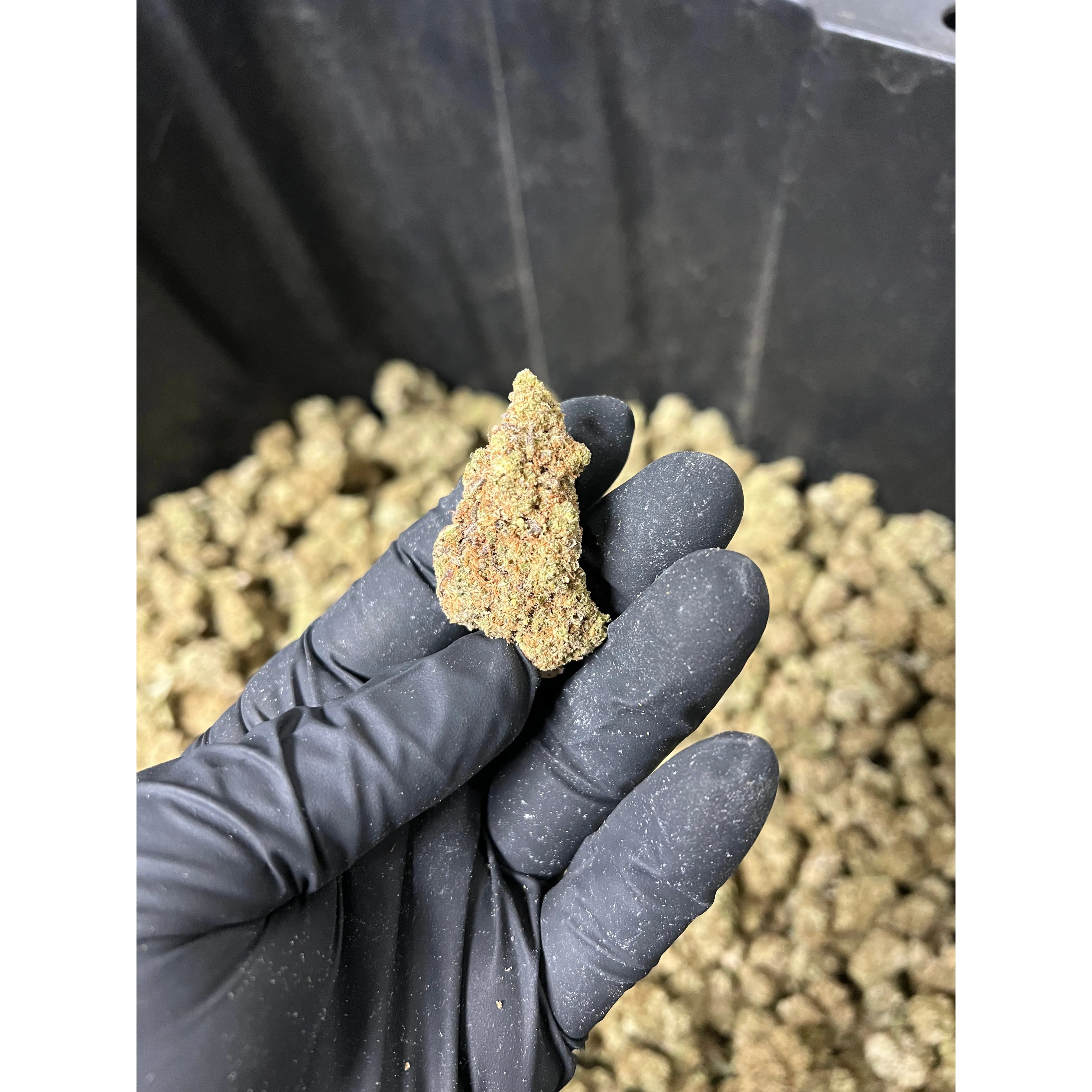 Indoor BlueBerry Haze Hemp Flower